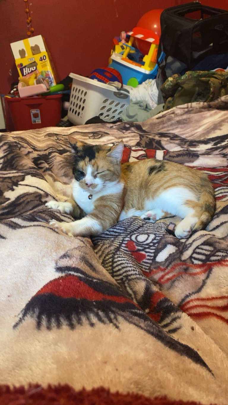 Autumn, lost cat, Calico