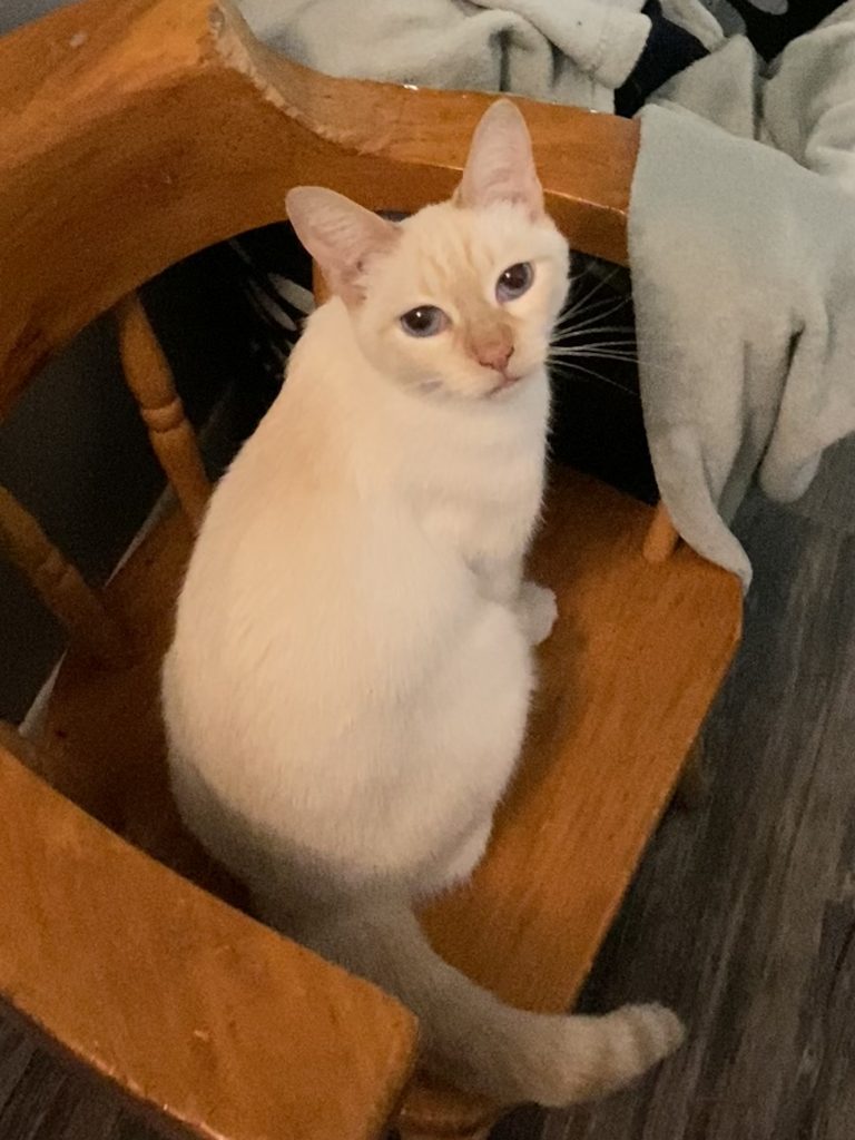 Mishy, lost cat, Flamepoint siamese
