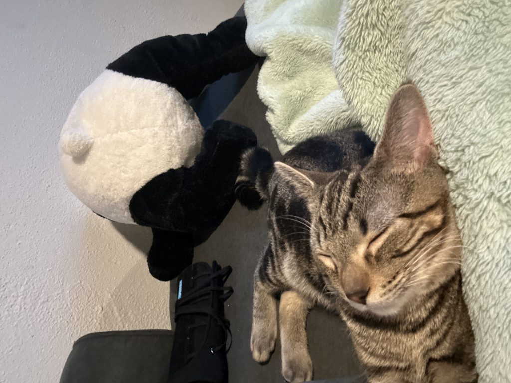 Quint, lost cat, Domestic shorthair