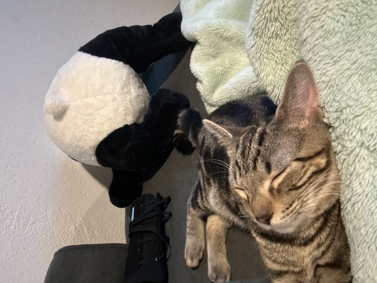 Quint, lost cat, Domestic shorthair