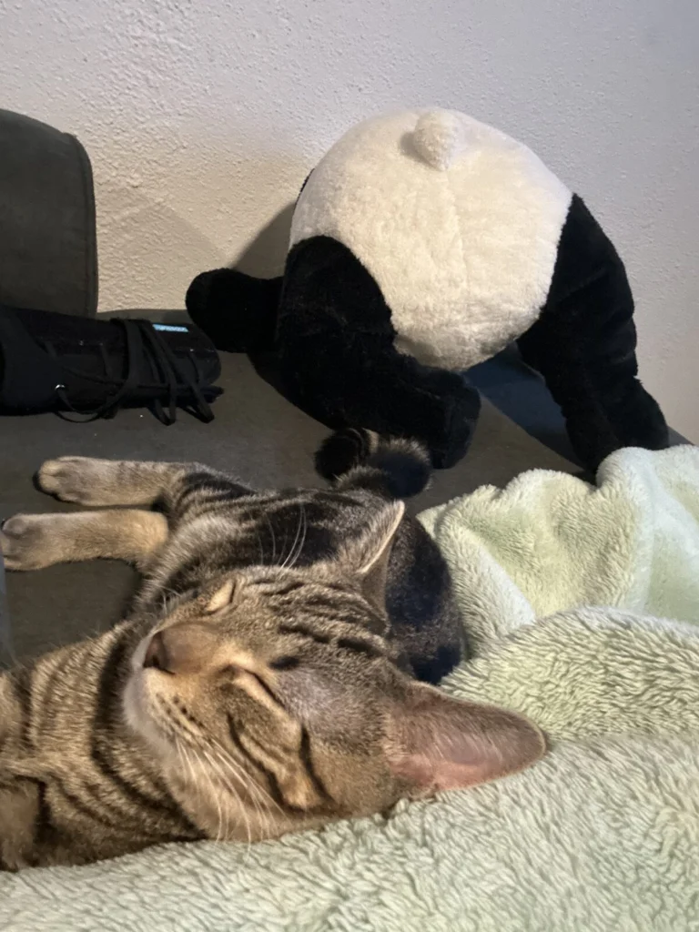 Quint, lost cat, Domestic shorthair