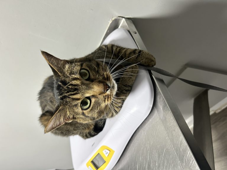 Mocha, lost cat, Domestic Shorthair