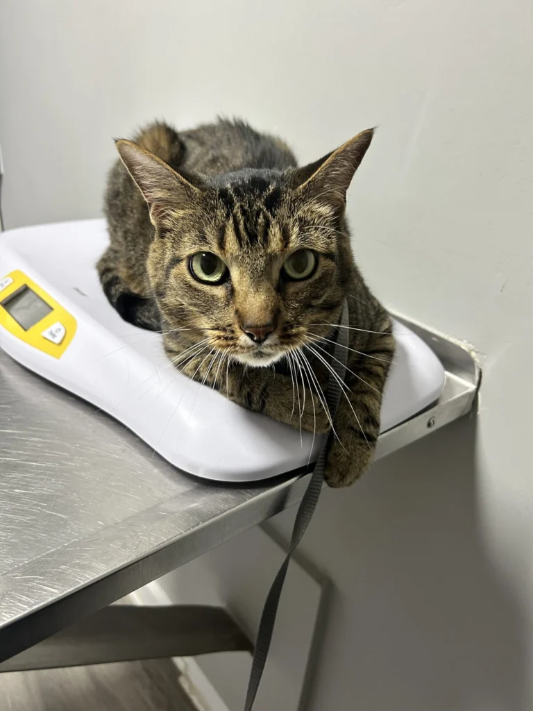 Mocha, lost cat, Domestic Shorthair