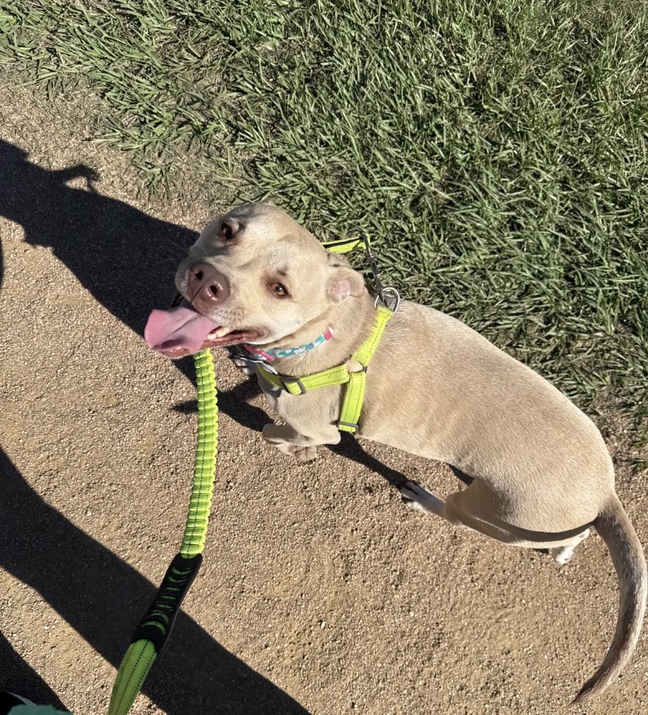 Honey, lost dog, Lab pit