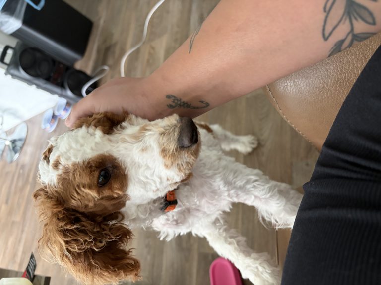 Max, lost dog, Miniature goldendoodle