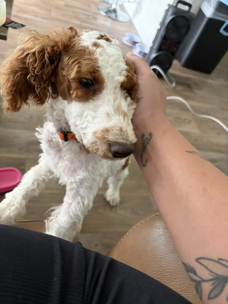 Max, lost dog, Miniature goldendoodle