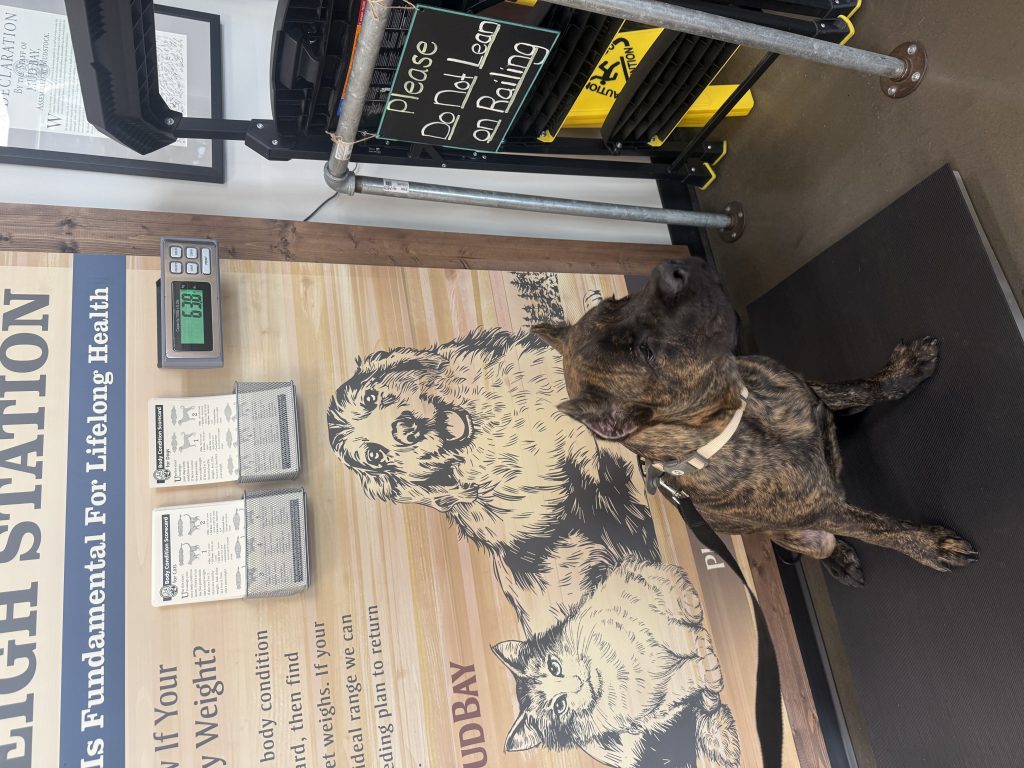 Onyx, lost dog, Cane Corso