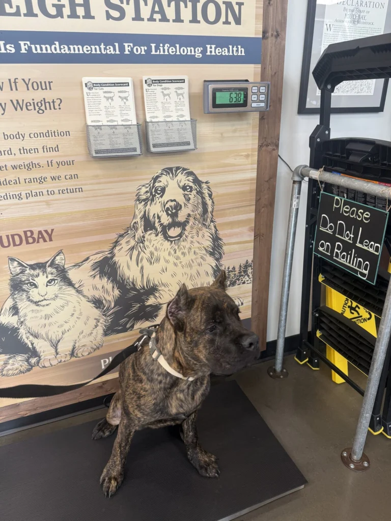 Onyx, lost dog, Cane Corso