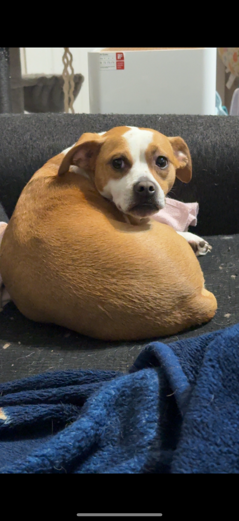Beast, lost dog, Pit bull Chihuahua