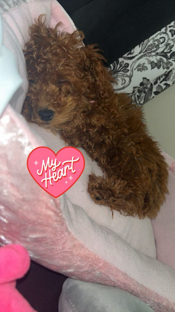 Nani, lost dog, Toy poodle