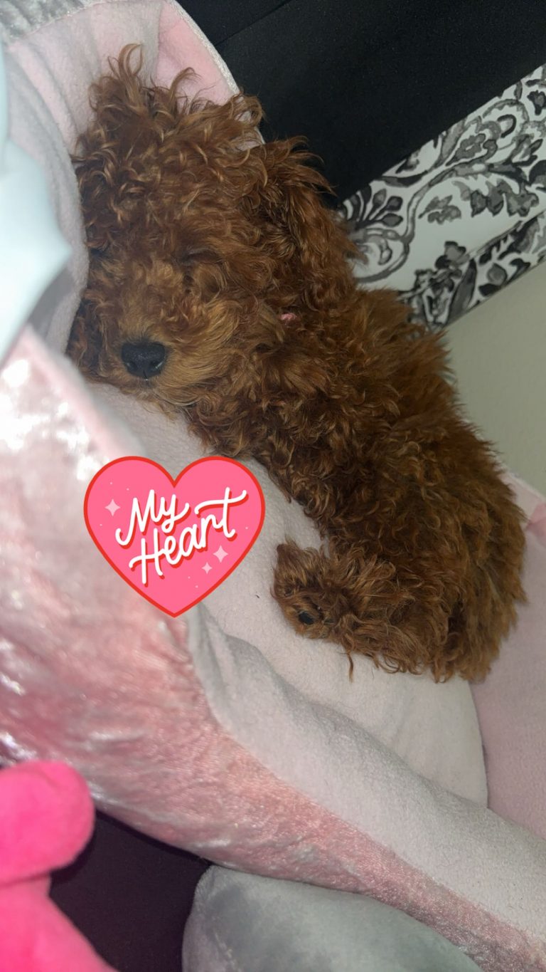 Nani, lost dog, Toy poodle