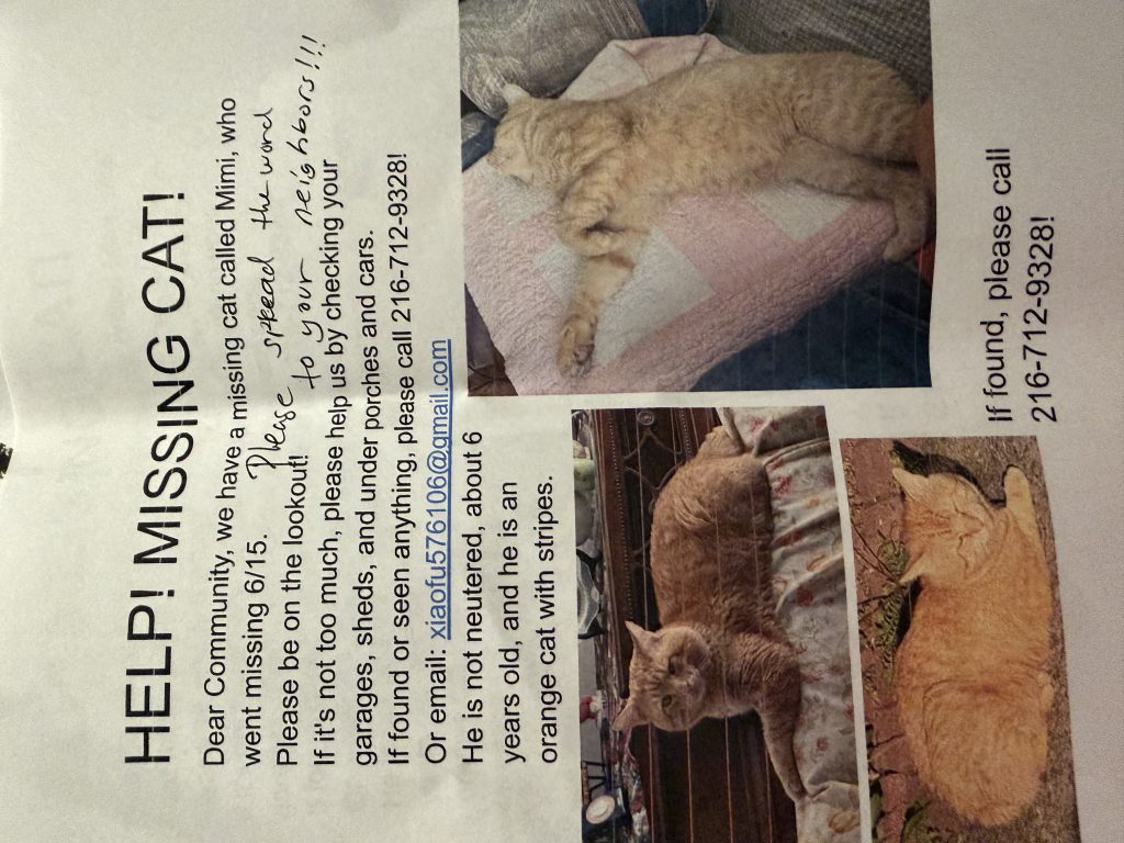 Mimi, lost cat, NA