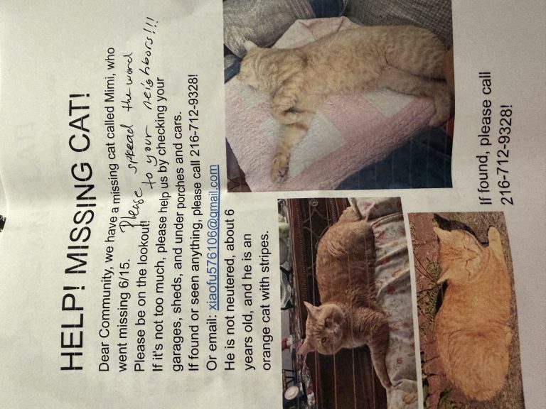 Mimi, lost cat, NA