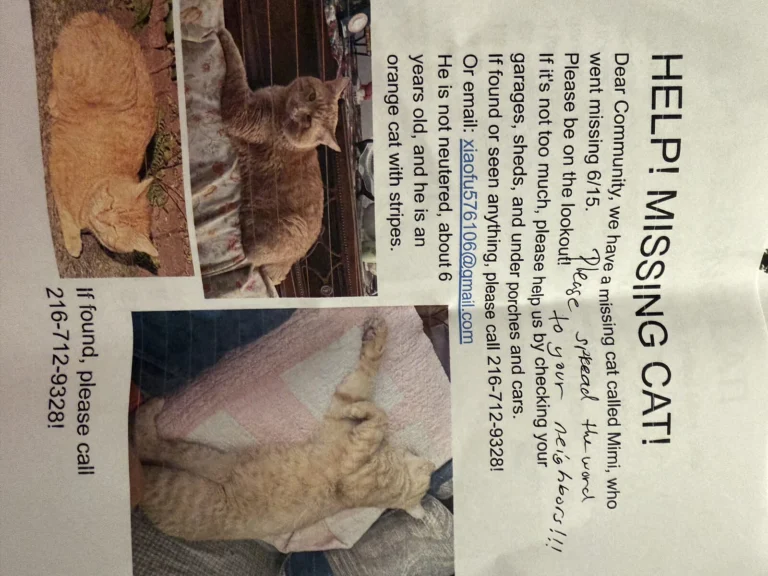 Mimi, lost cat, NA