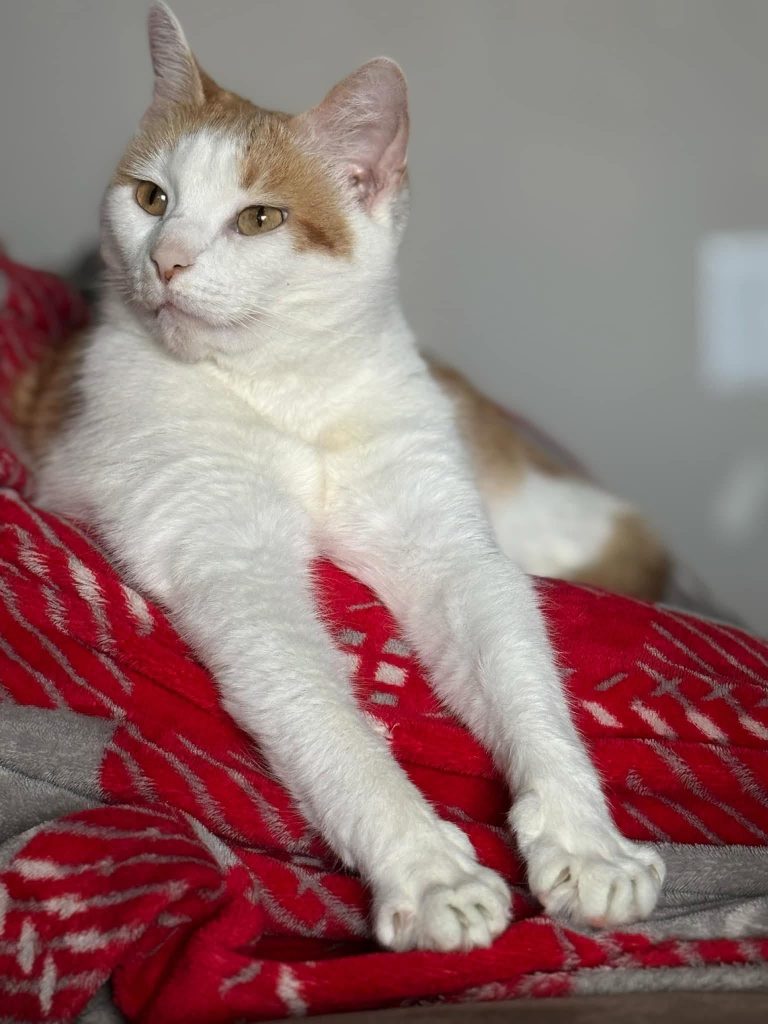Luna, lost cat, American short hair