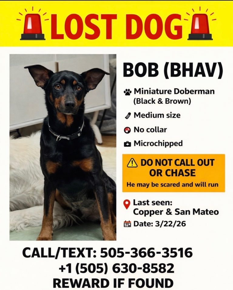 Bob, lost dog, Miniature Doberman