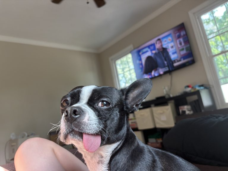 Minni, lost dog, Boston terrier