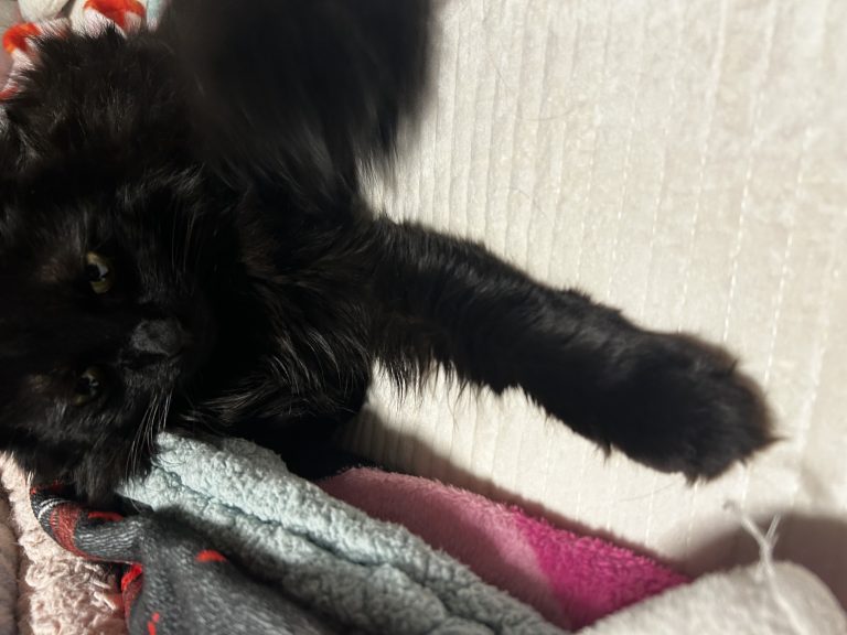 Bubbles, lost cat, Turkish
