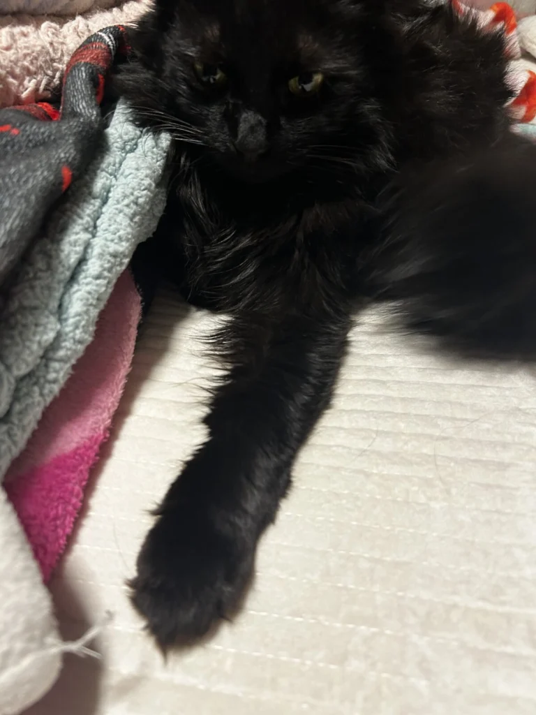 Bubbles, lost cat, Turkish