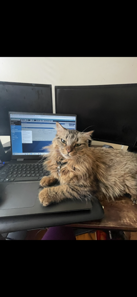 Snooki, lost cat, Fluffy Tabby
