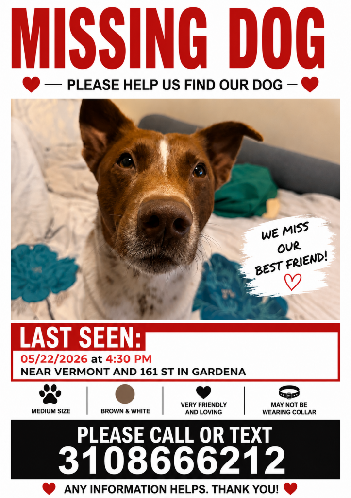 Apple, lost dog, Pointer or terrier mix