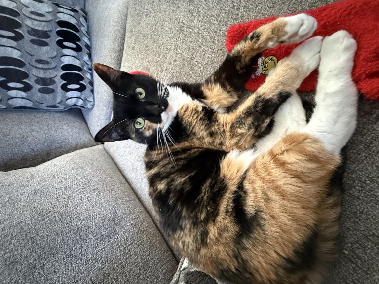 Roach, lost cat, calico