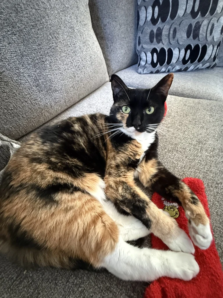 Roach, lost cat, calico