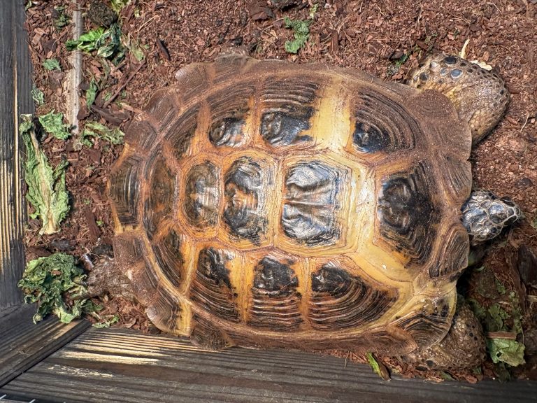 Tortellini, lost other, Russian Tortoise