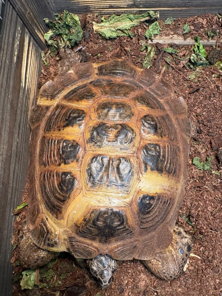 Tortellini, lost other, Russian Tortoise