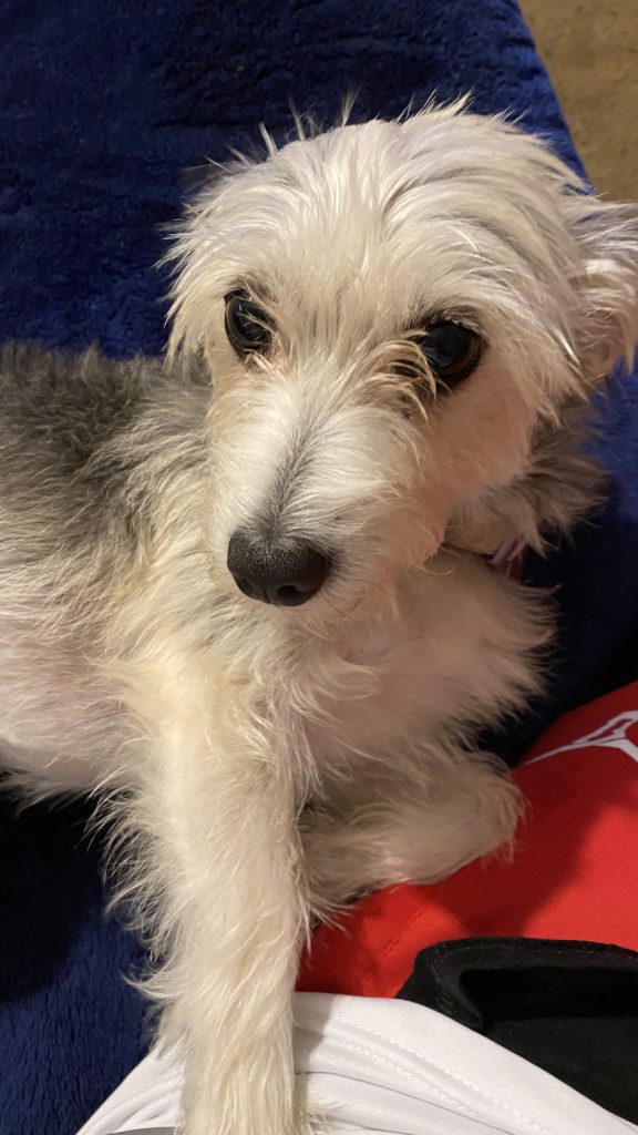 Keke, lost dog, Mix