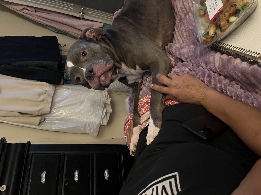 Boss, lost dog, Pit bill