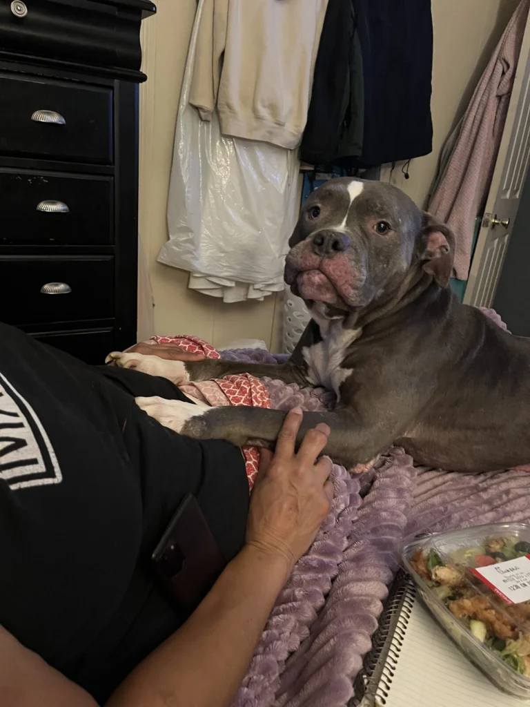 Boss, lost dog, Pit bill
