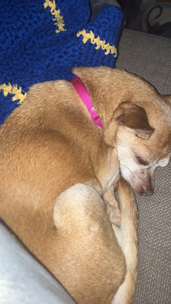 Tina, lost dog, Chiwawa
