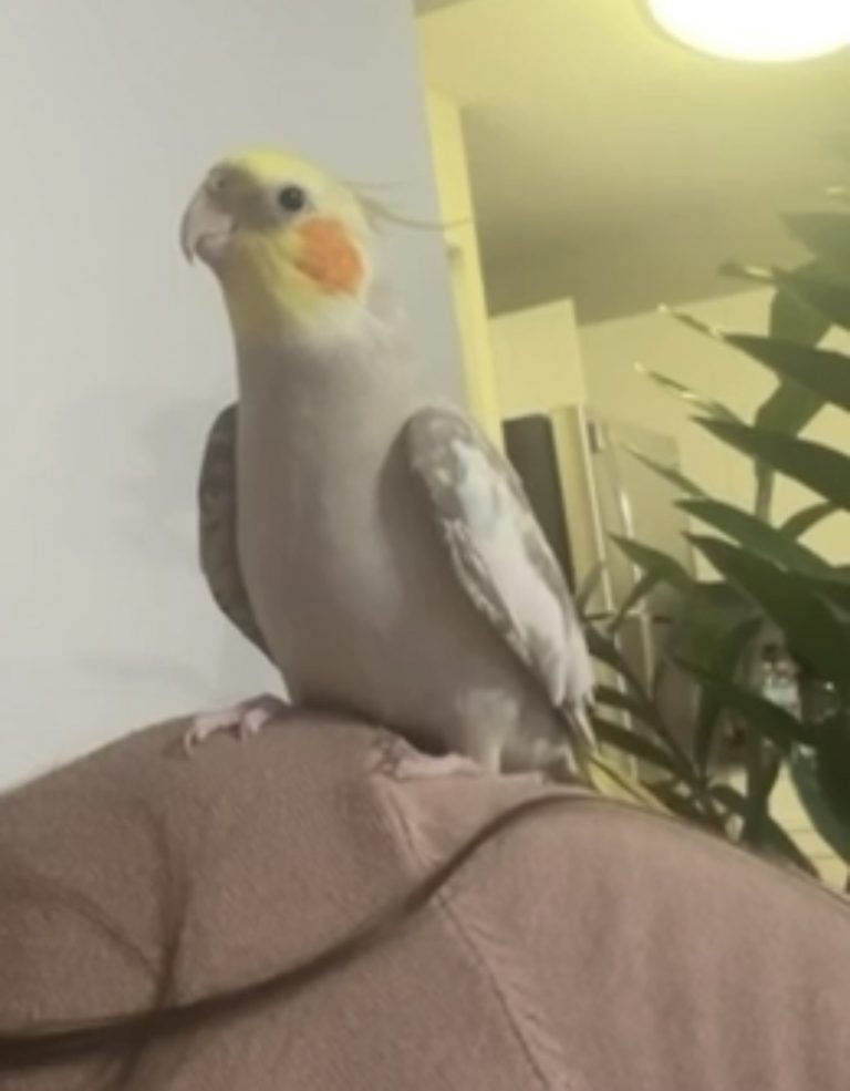 Blaze 3, lost bird, Cockatiel
