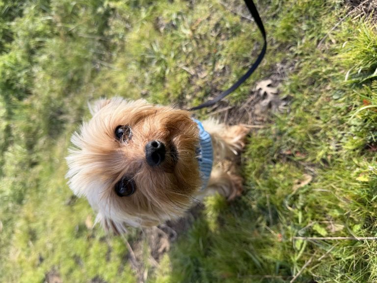 Buddy, lost dog, Yorkie