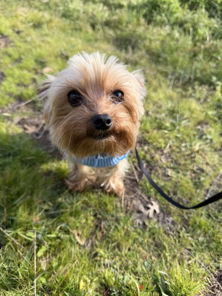 Buddy, lost dog, Yorkie