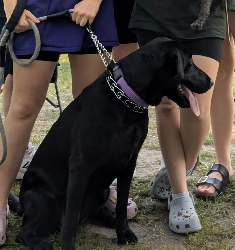Koda, lost dog, Black Lab