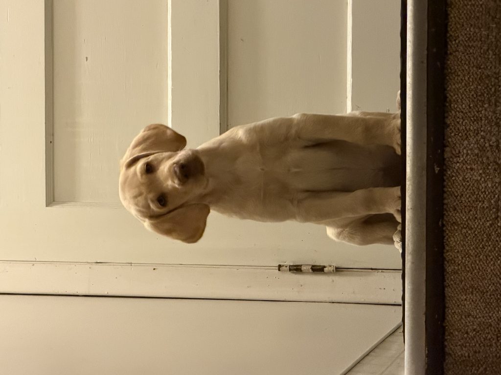 Molly, lost dog, Labrador retriever