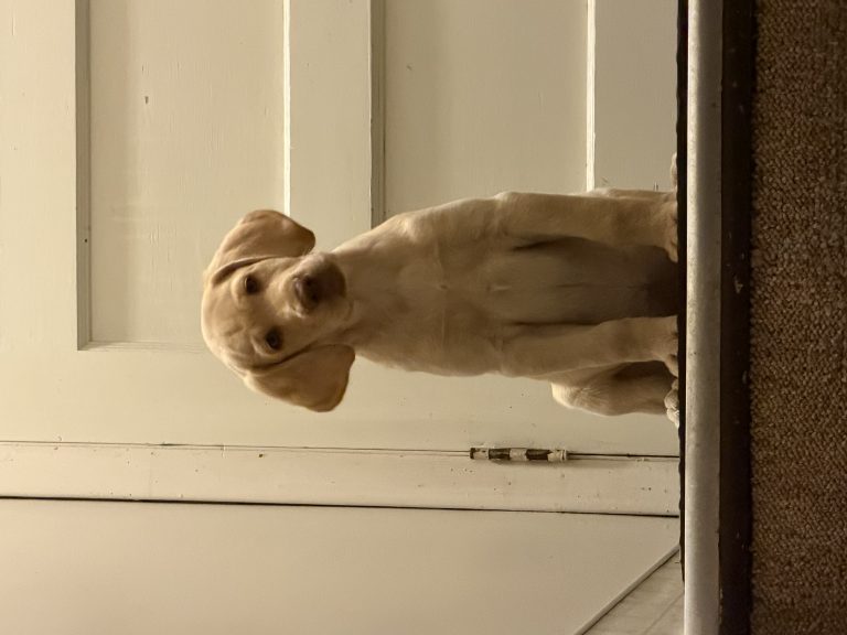 Molly, lost dog, Labrador retriever
