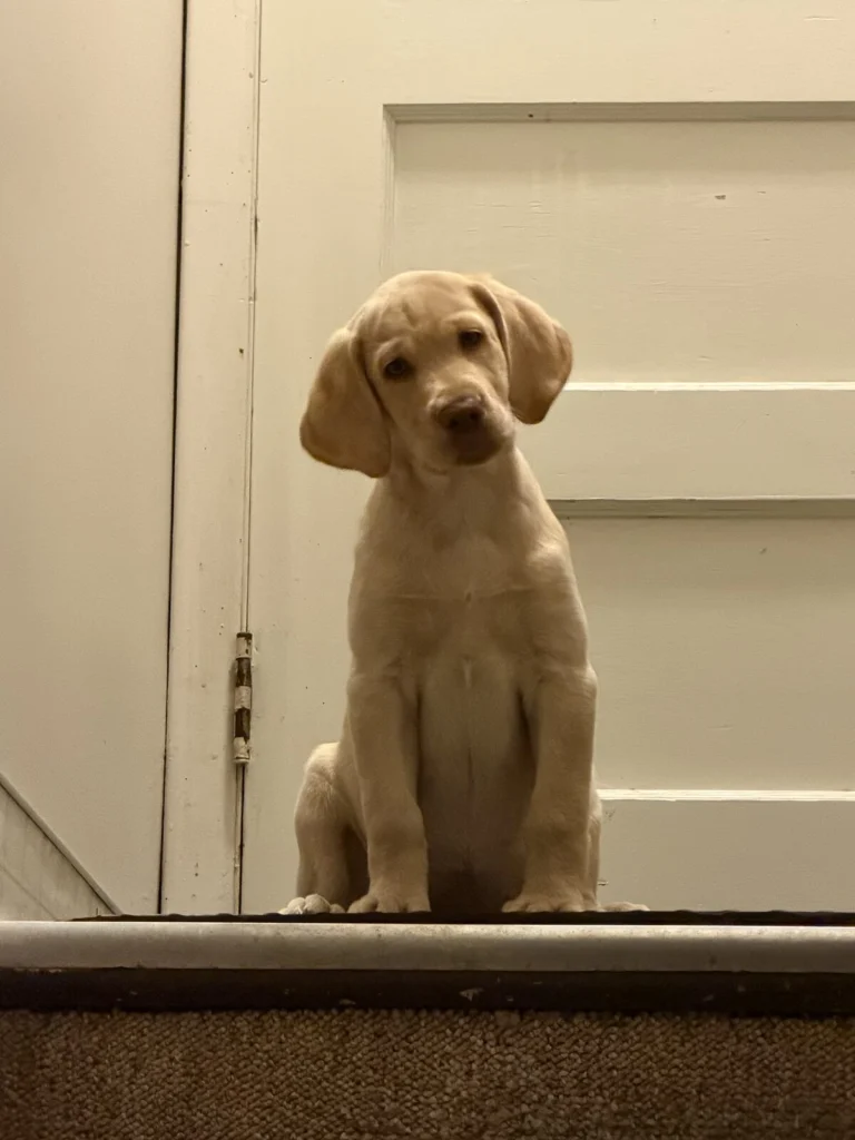 Molly, lost dog, Labrador retriever