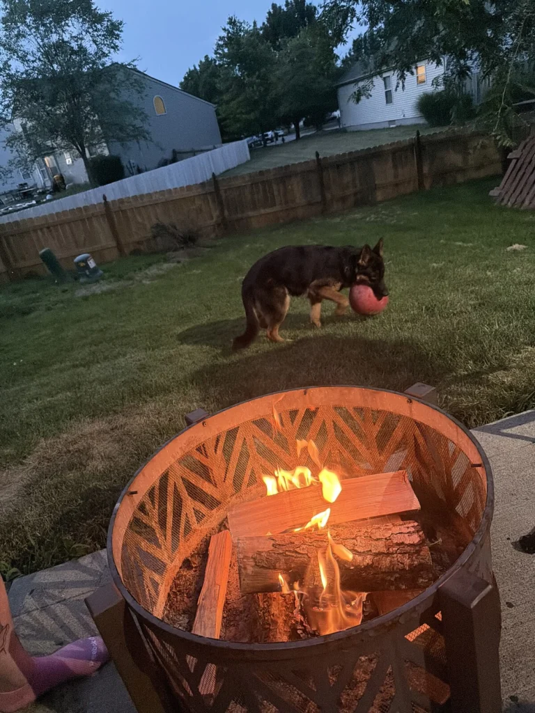 Dexter, lost dog, german shepherd