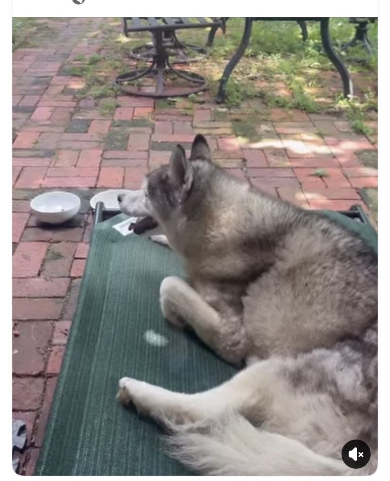 Moses, lost dog, Alaskan Huskie