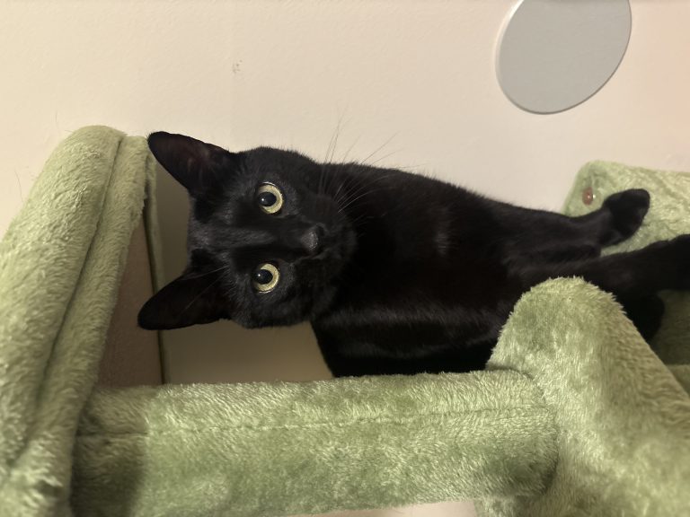 Sosa, lost cat, Shorthair