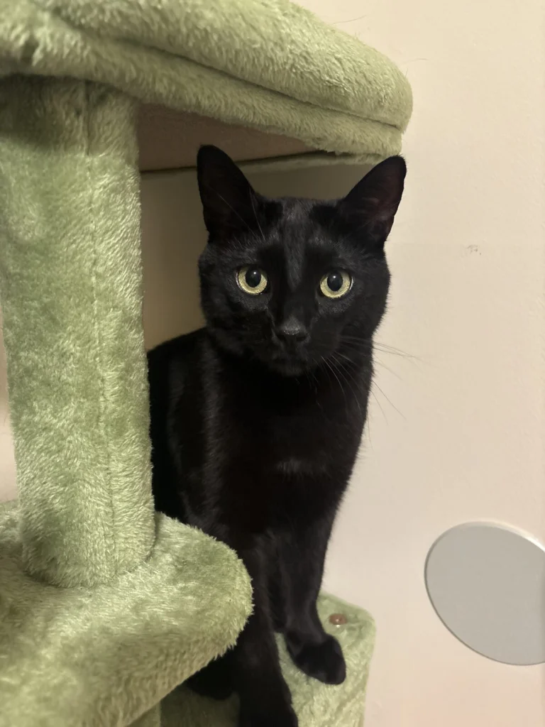 Sosa, lost cat, Shorthair