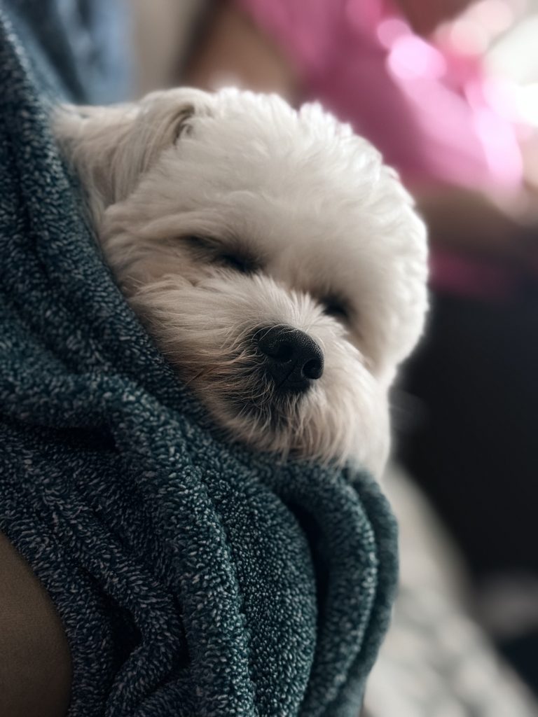 Safira, lost dog, Shihpoo