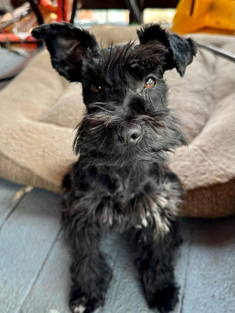 Juma, lost dog, Schnauzer