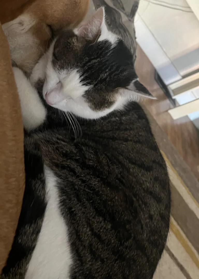 Jack, lost cat, We don’t know what specific breed he is but he’s a longer cat with a smaller head