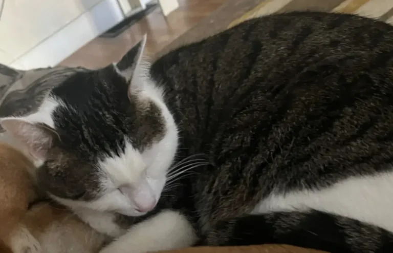Jack, lost cat, We don’t know what specific breed he is but he’s a longer cat with a smaller head