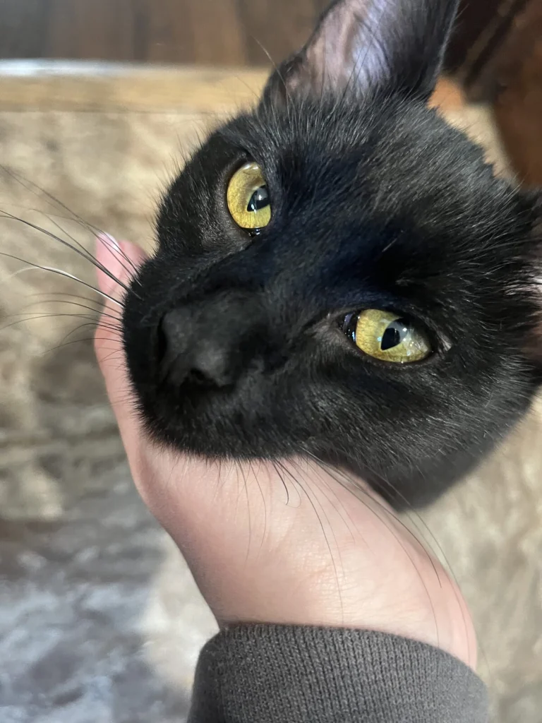 Napkin, lost cat, American shorthair