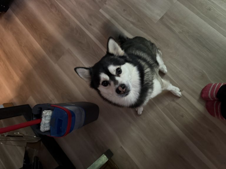 Neo, lost cat, Pomsky